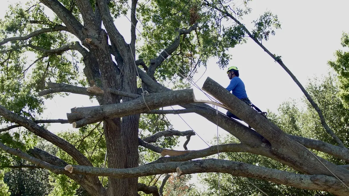 Professional Hazardous Tree Removal performed by certified arborists in North Webster